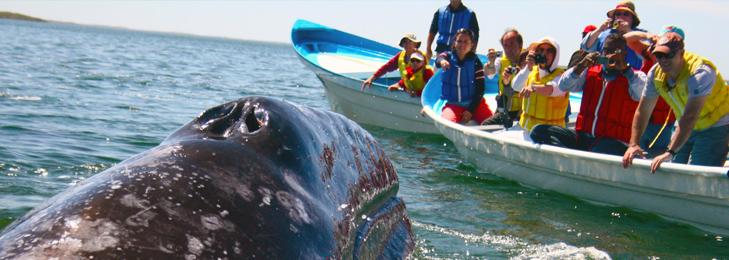 Excursions beside whales